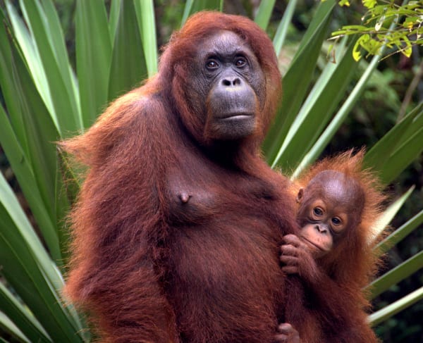 Bornean Orangutan Creative Commons Credit: Unknown